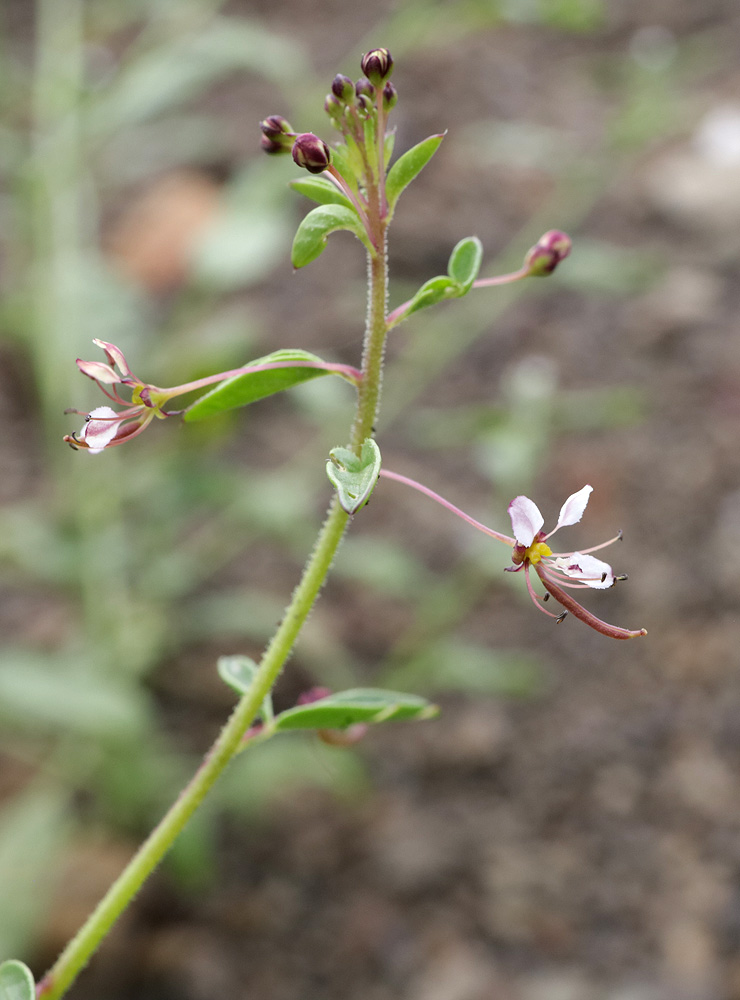 Изображение особи Cleome daghestanica.