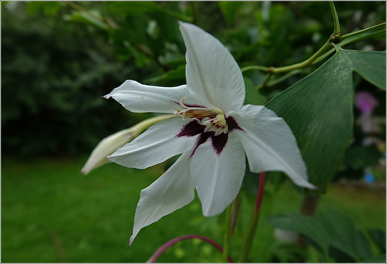 Image of Gladiolus murielae specimen.