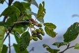 Duschekia fruticosa. Верхушка ветви с незрелыми соплодиями и повреждёнными листьями. Красноярский край, Таймырский Долгано-Ненецкий р-н, плато Путорана, водопад Китабо-Орон, каменистый склон. 26.07.2023.