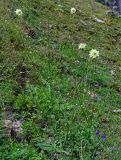 Cephalaria gigantea. Цветущие растения. Дагестан, Гунибский р-н, окр. с. Гамсутль, ≈ 1400 м н.у.м., луговой склон. 29.07.2022.