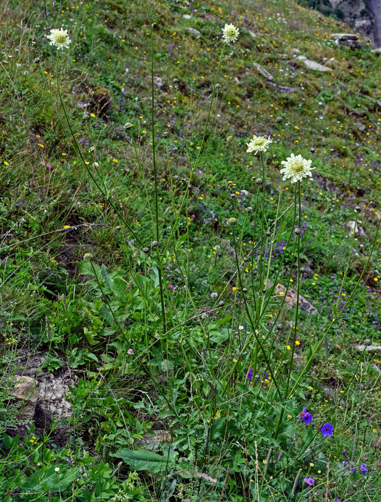 Image of Cephalaria gigantea specimen.