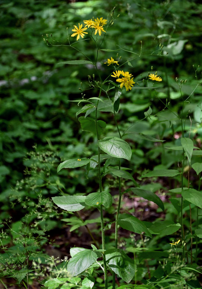 Image of Lapsana grandiflora specimen.