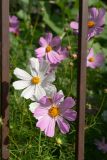 Cosmos bipinnatus