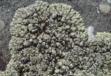 Lecanora argopholis