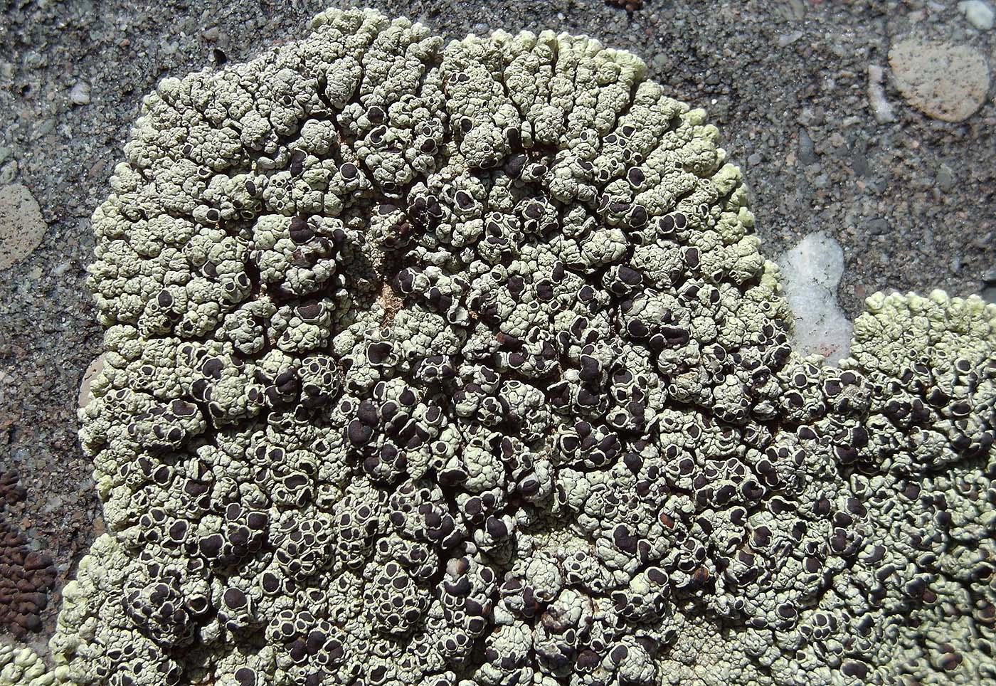 Image of Lecanora argopholis specimen.