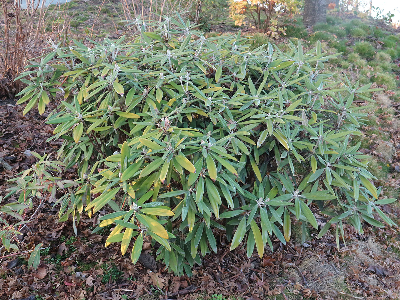 Изображение особи род Rhododendron.