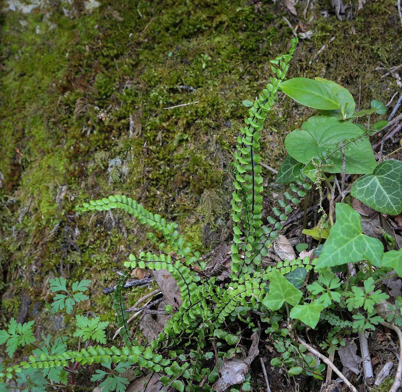 Изображение особи Asplenium trichomanes.