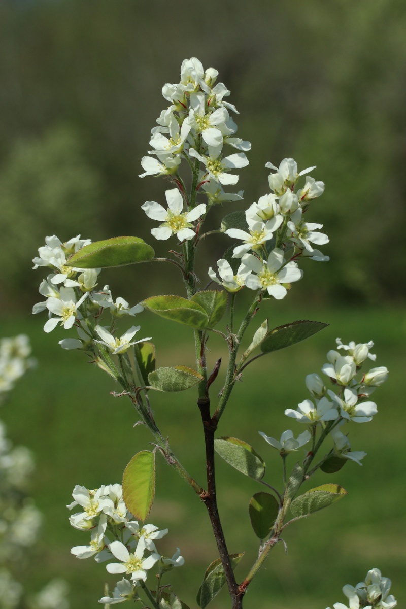 Image of Amelanchier spicata specimen.