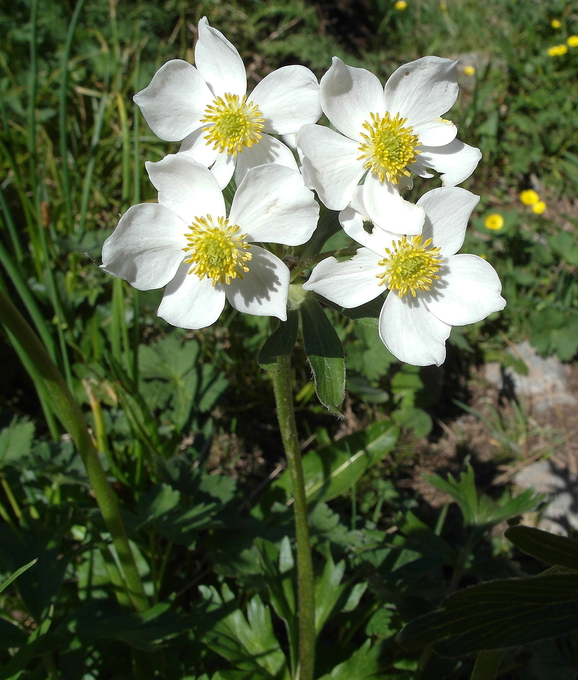 Изображение особи Anemonastrum protractum.