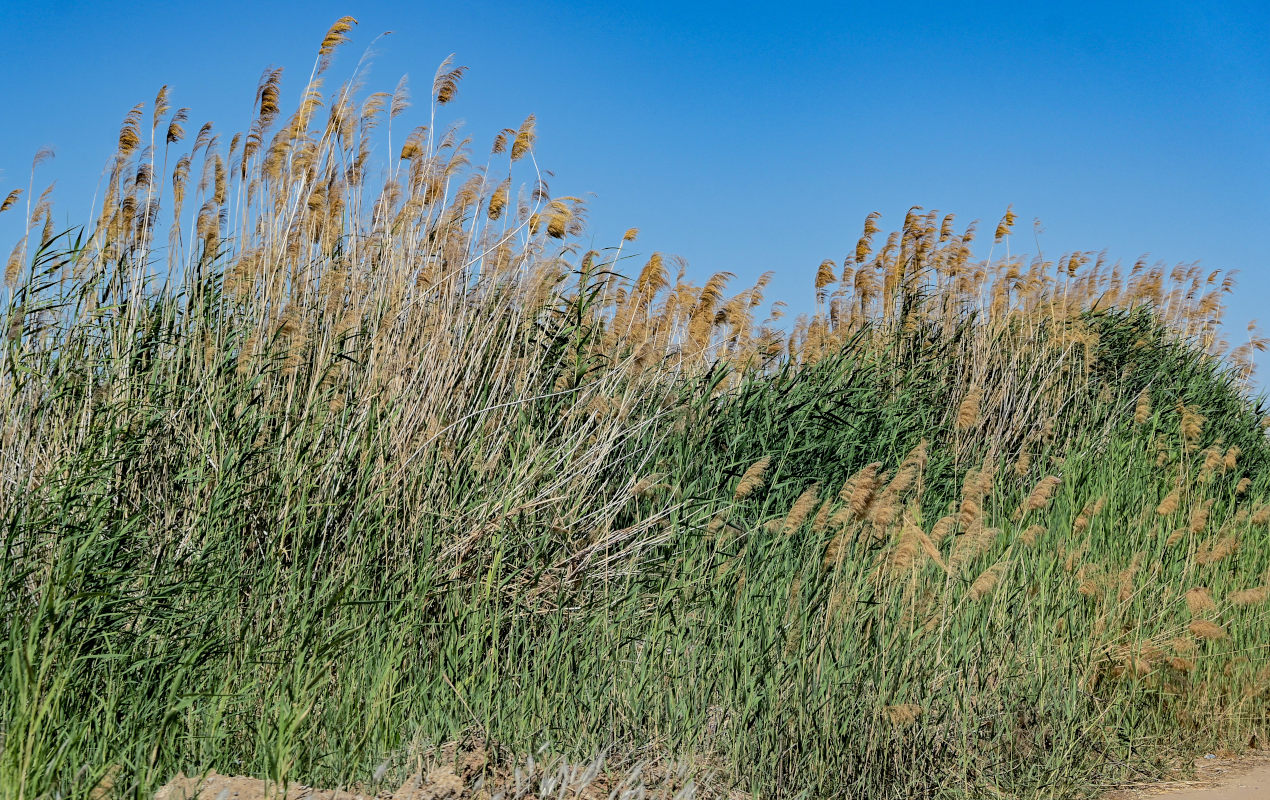 Изображение особи Phragmites australis.