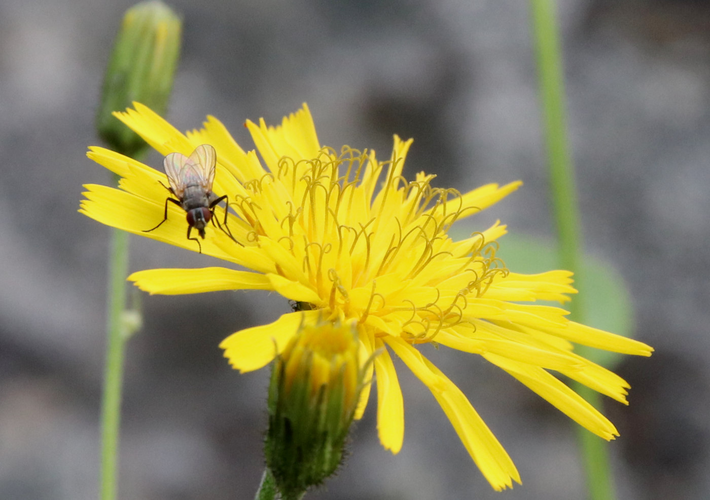 Image of Hieracium porrigens specimen.