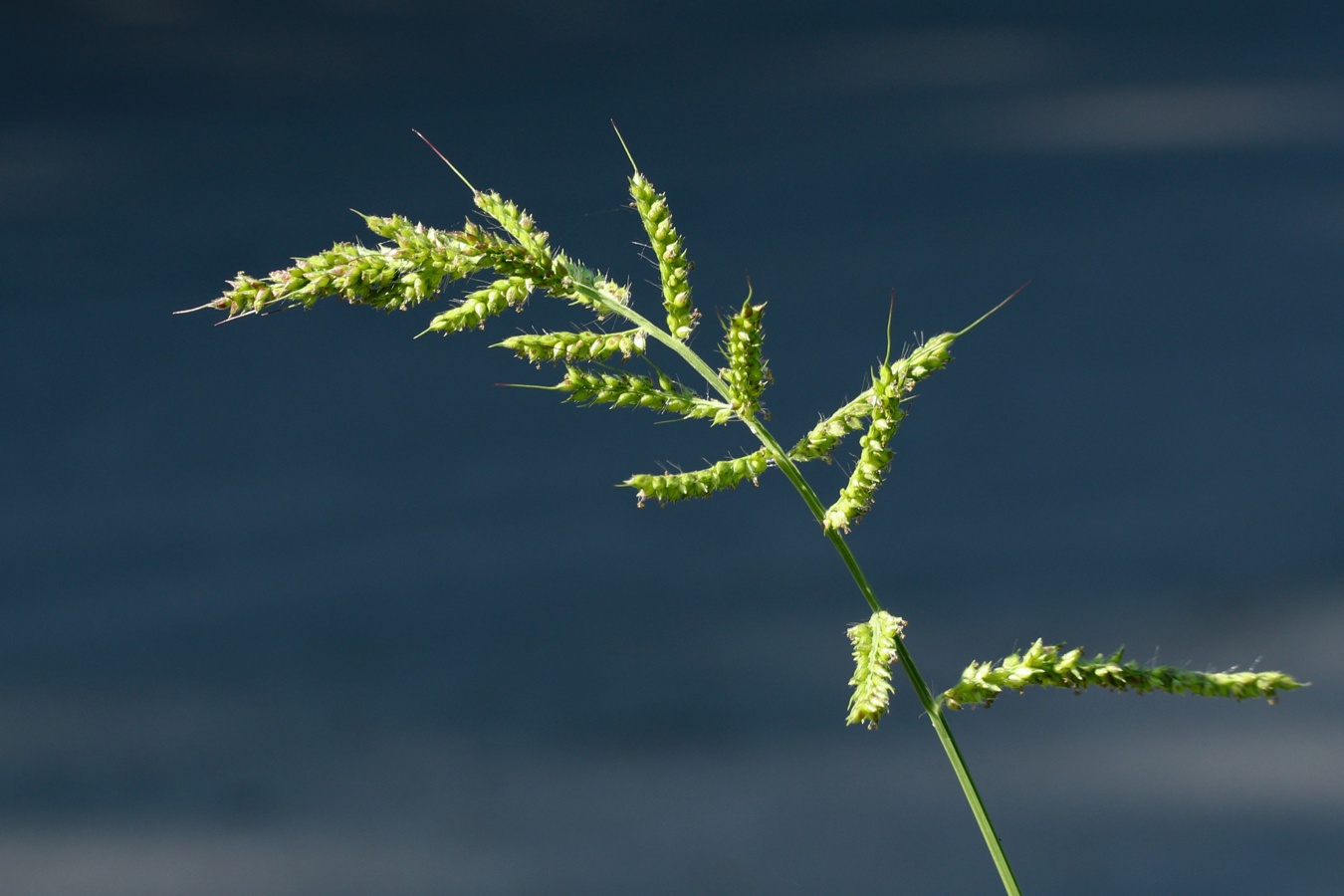 Изображение особи Echinochloa crus-galli.