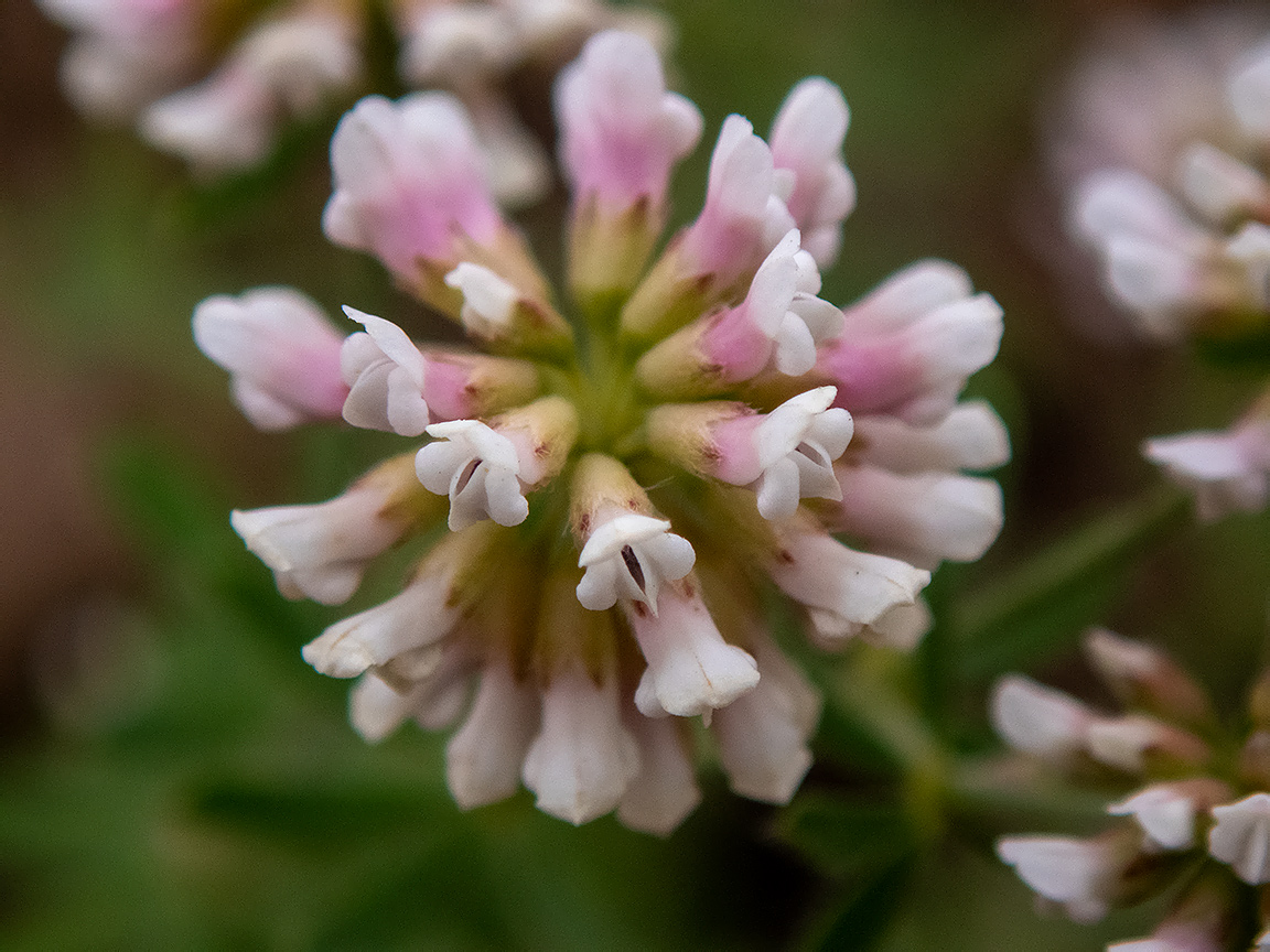 Image of Dorycnium herbaceum specimen.