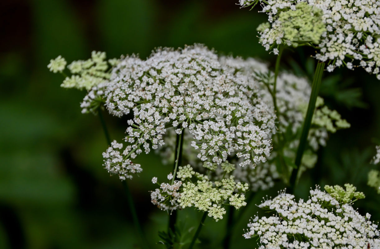 Изображение особи Selinum carvifolia.