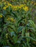 Senecio sarracenicus. Верхушка побега с соцветиями. Московская обл., Одинцовский гор. округ, окр. г. Звенигород, берег р. Москва, подножие лугового склона. 18.08.2024.