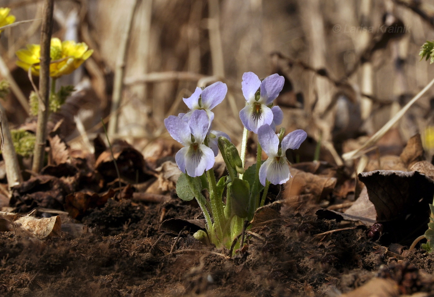 Image of Viola collina specimen.