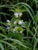 Lamium album. Верхушка цветущего растения. Московская обл., окр. г. Железнодорожный, долина р. Чёрная, опушка смешанного леса. 26.08.2024.