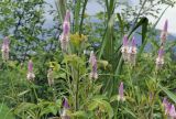 genus Celosia