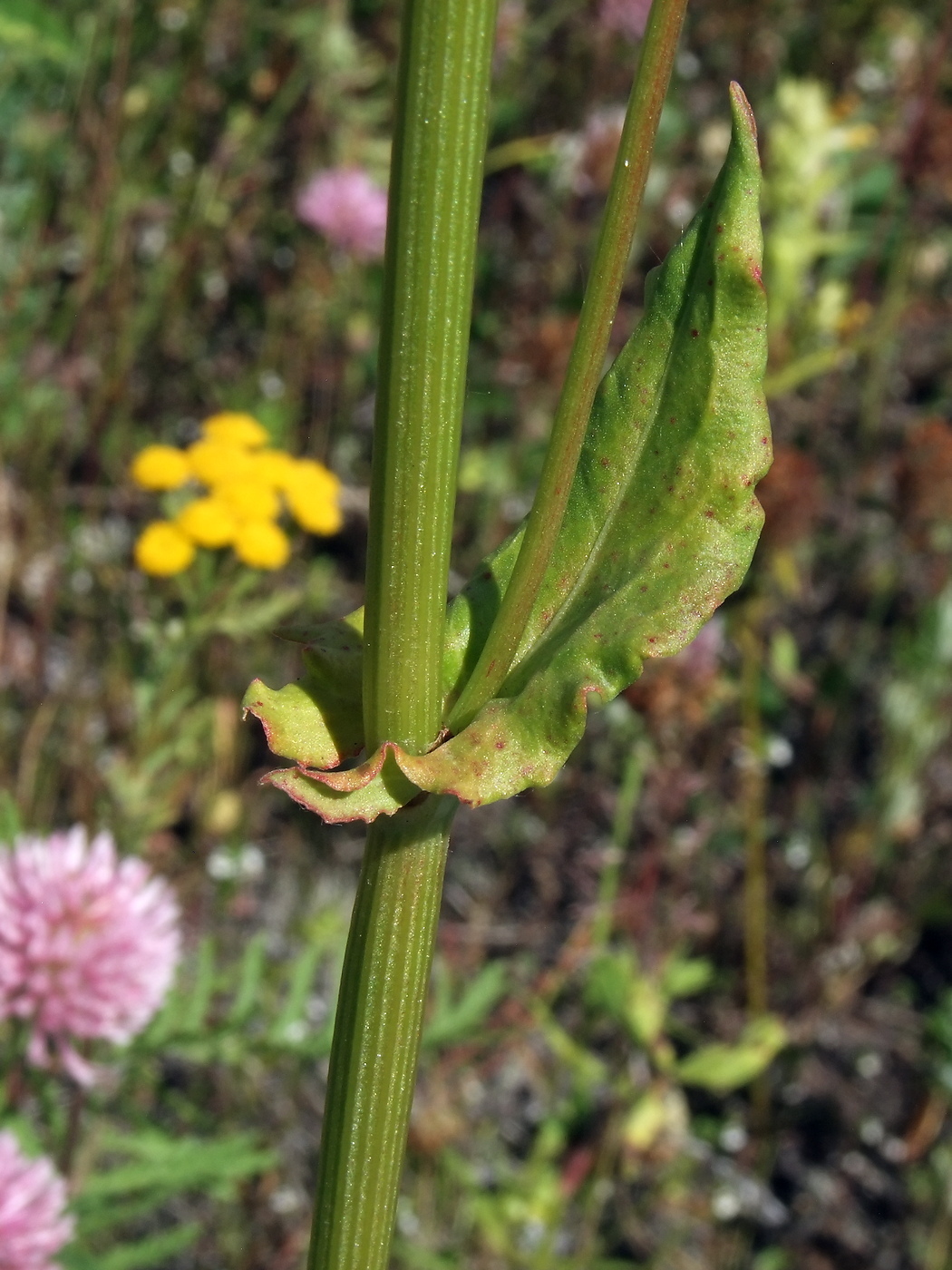 Image of Rumex acetosa specimen.