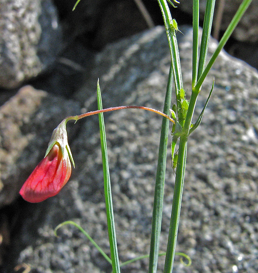 Image of Lathyrus setifolius specimen.