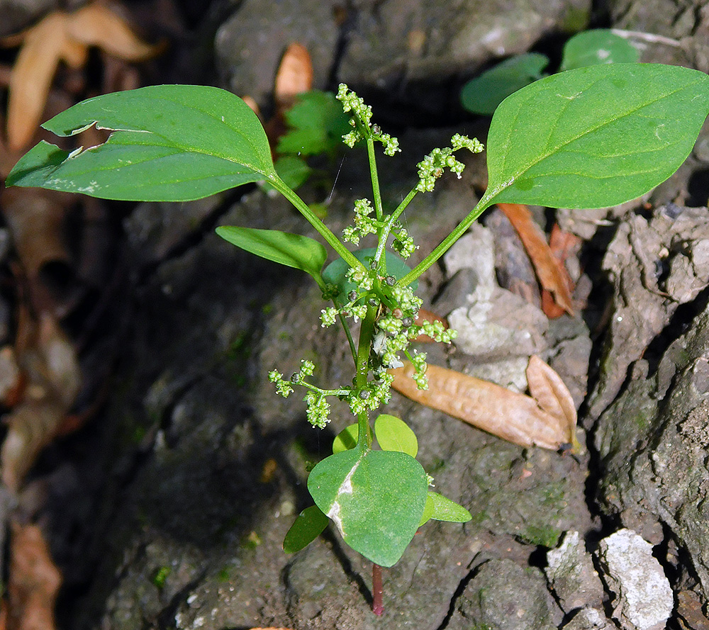 Image of Lipandra polysperma specimen.