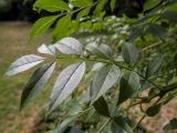 genus Fraxinus. Лист. Крым, Южный Берег, городской округ Ялта, Массандровский парк. 29.05.2024.