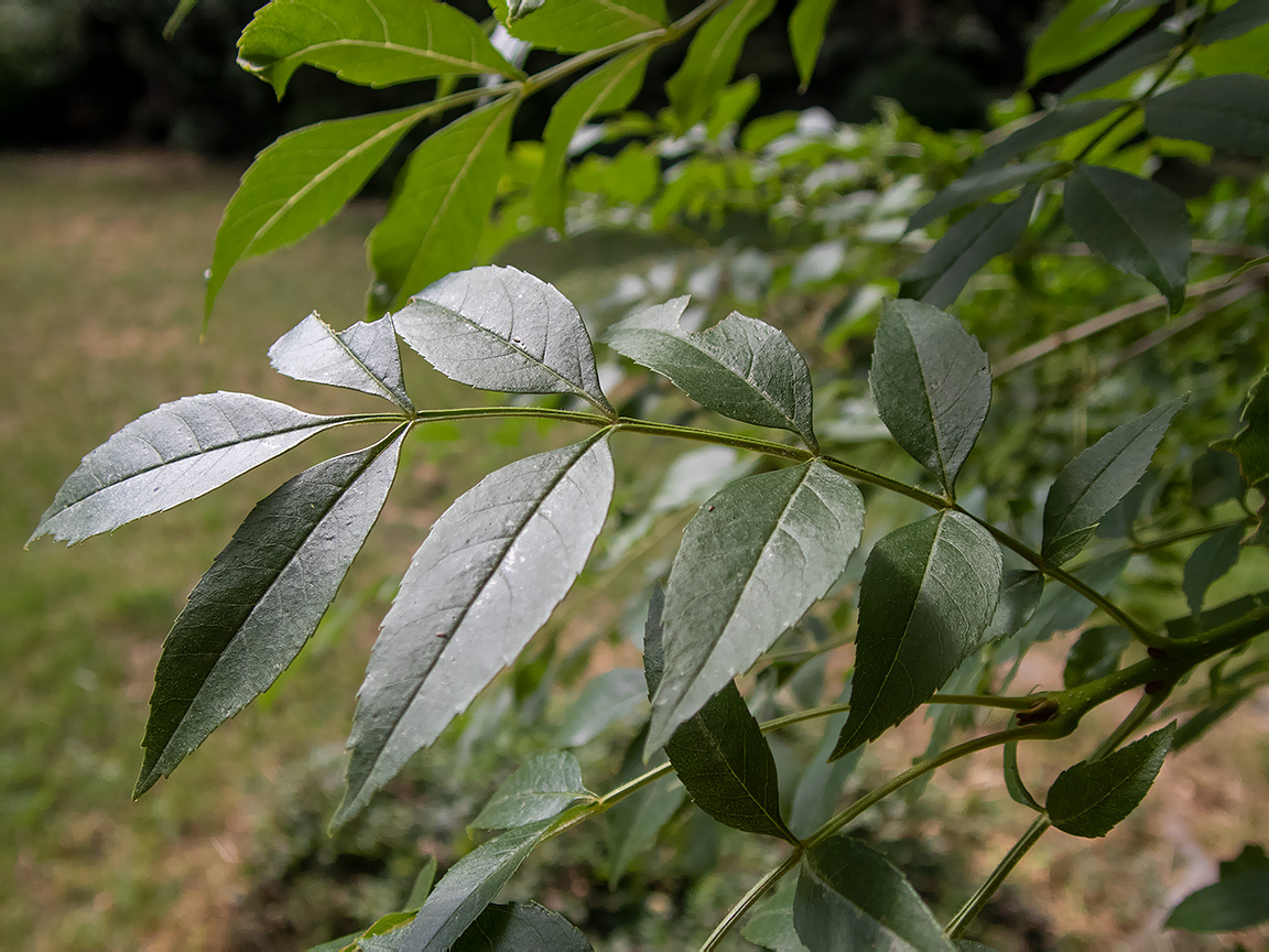 Image of genus Fraxinus specimen.