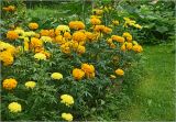 Tagetes erecta. Цветущие растения. Московская обл., Раменский р-н, окр. дер. Хрипань, садовый участок. 04.09.2024.