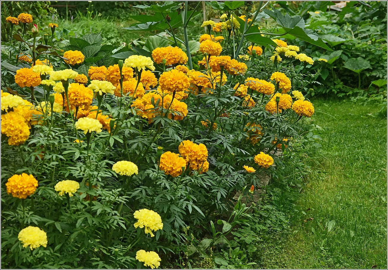 Изображение особи Tagetes erecta.