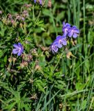 Geranium pratense. Верхушки побегов с соцветиями. Вологодская обл., Кирилловский р-н, с. Горицы, берег р. Шексна, луг. 12.07.2024.