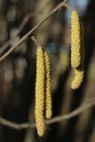 Corylus avellana. Часть побега с мужскими соцветиями. Санкт-Петербург, Кировский р-н, в уличном озеленении. 09.03.2025.