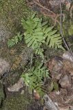 Polypodium vulgare. Растение на основании ствола дерева. Крым, Бахчисарайский р-н, окр. с. Соколиное, горный лес (бук, дуб, граб и проч.) вблизи р. Коккозка. 25.03.2025.