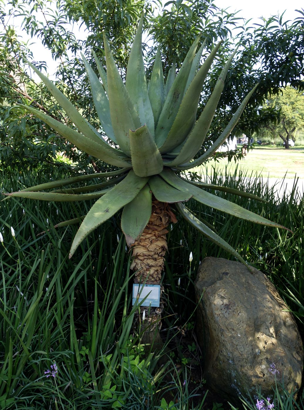 Image of Aloe candelabrum specimen.