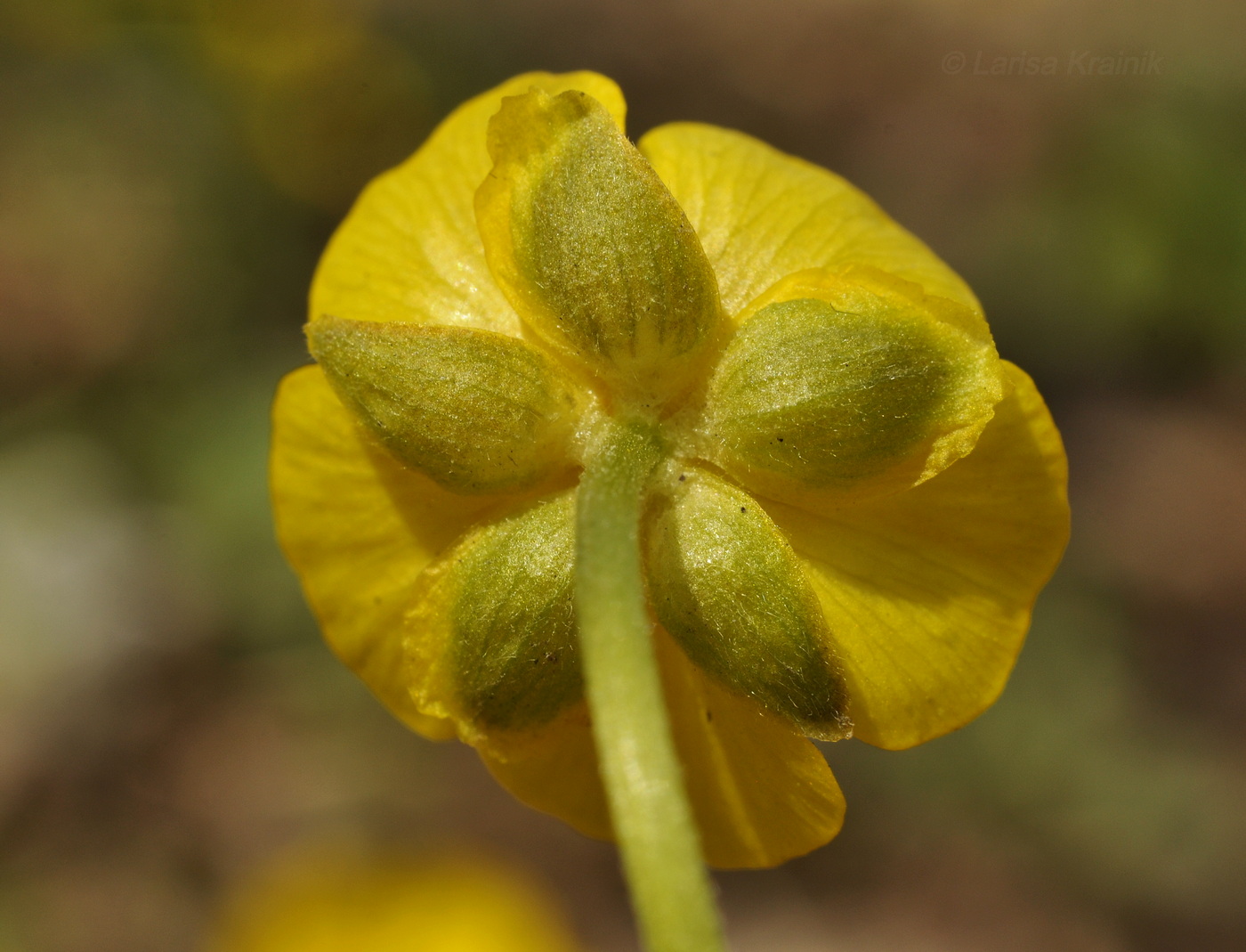 Image of Ranunculus franchetii specimen.