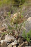 Vicia ervilia