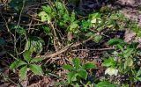 View full-size image Helleborus caucasicus