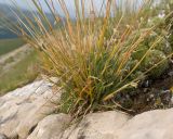 View full-size image genus Poa