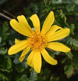 Смотреть изображение Euryops pectinatus