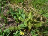 View full-size image Pedicularis condensata