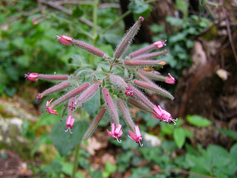 Изображение особи Saponaria glutinosa.