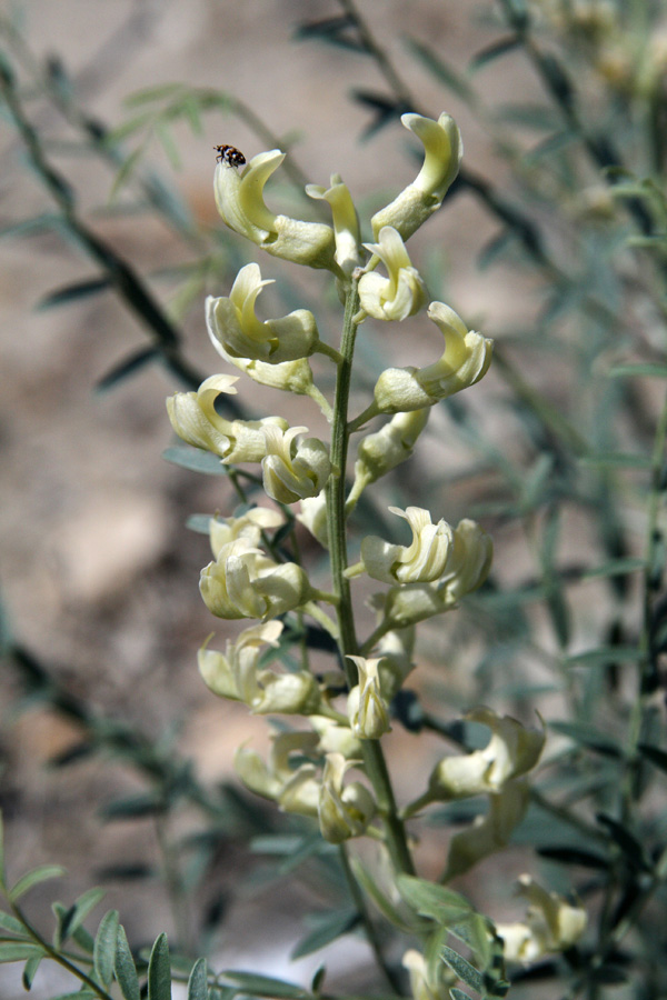 Изображение особи Goebelia pachycarpa.