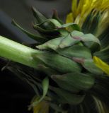 genus Taraxacum