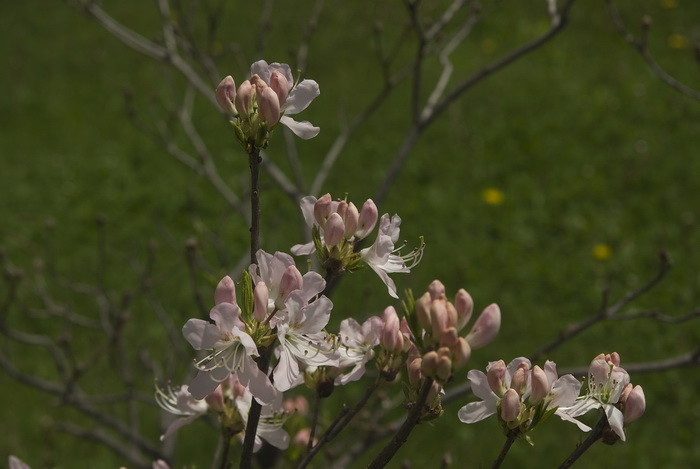 Image of Rhododendron vaseyi specimen.