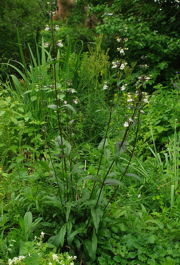 Изображение особи Penstemon digitalis.