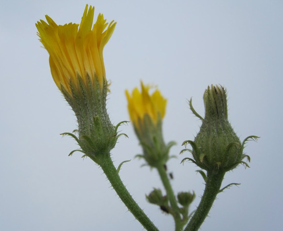 Image of Picris hieracioides specimen.