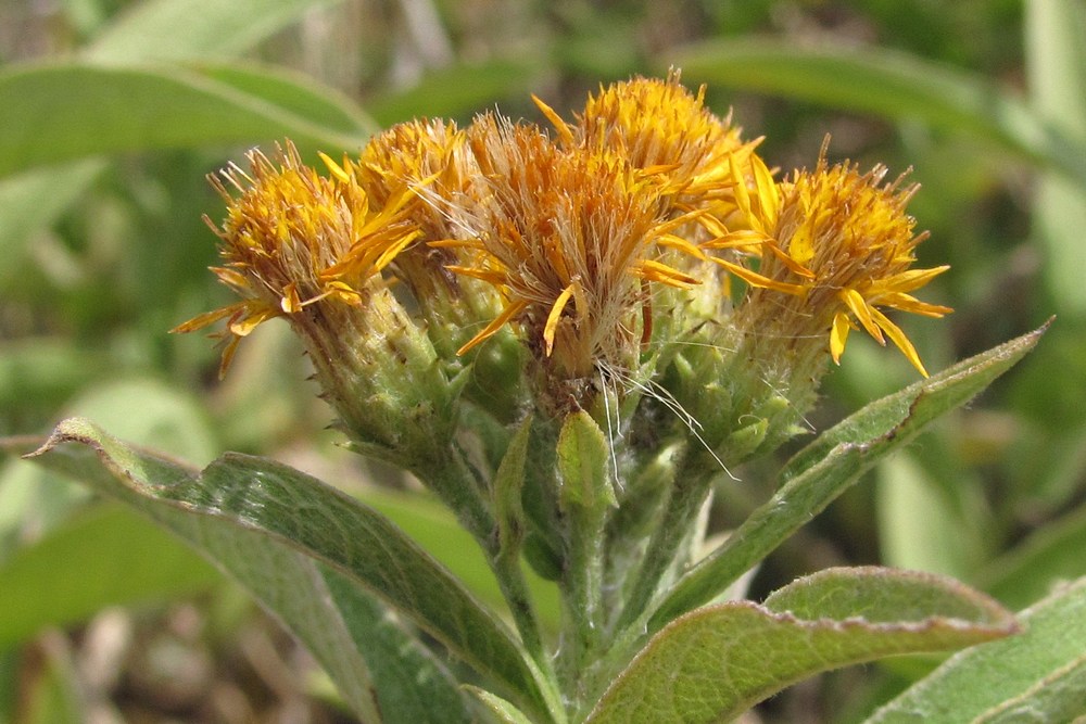 Изображение особи Inula germanica.