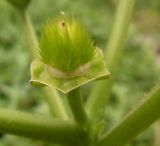 Datura stramonium