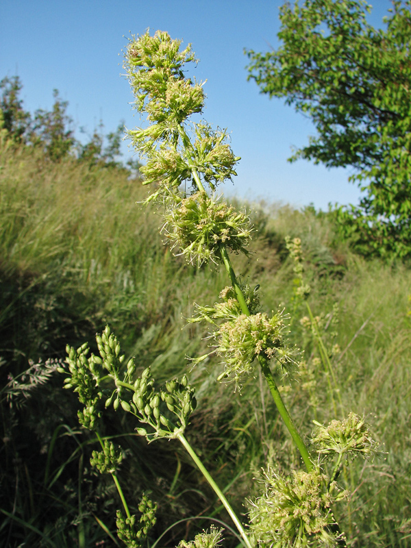 Image of Silene artemisetorum specimen.