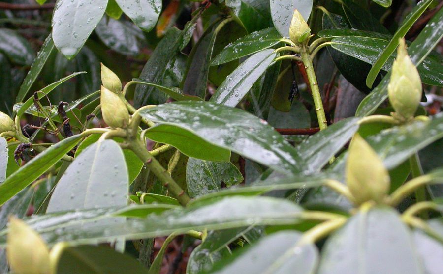 Image of genus Rhododendron specimen.