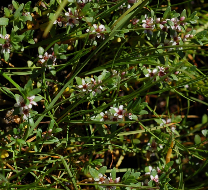 Image of Glaux maritima specimen.